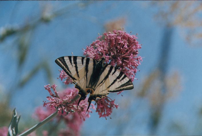 Centranthus ruber / Valeriana rossa